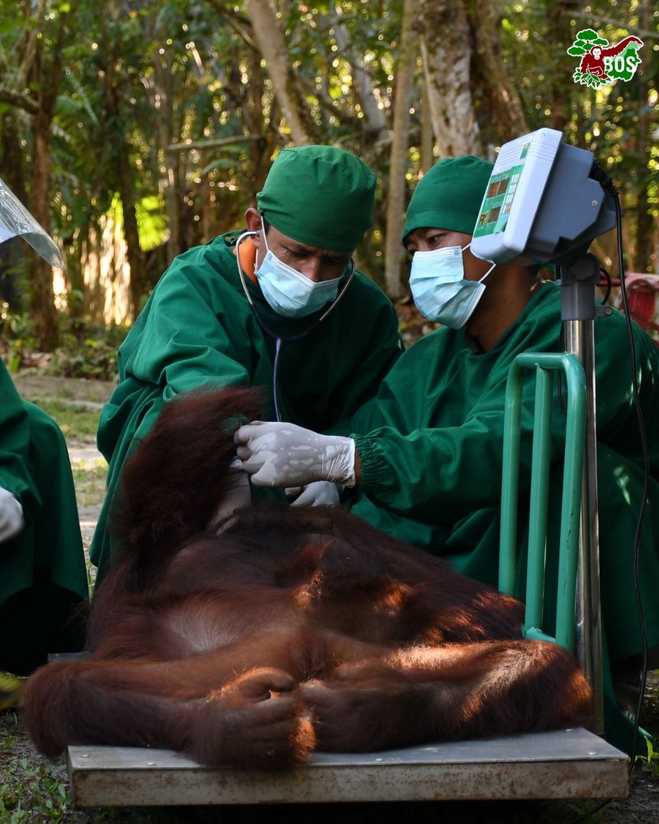 bornean_OU's tweet image. #OpenRecruitment Ready for a new challenge? We’re hiring for the position of Post Release Monitoring Coordinator and Paramedic. If you’re passionate about making a difference and have the skills we’re looking for, send us your resume and let’s create impact together!