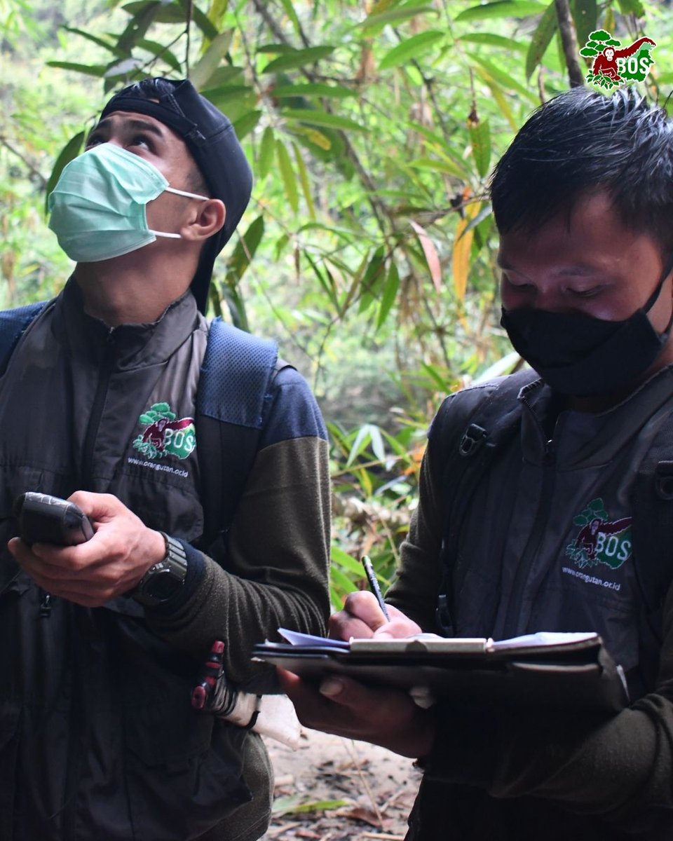 bornean_OU's tweet image. #OpenRecruitment Ready for a new challenge? We’re hiring for the position of Post Release Monitoring Coordinator and Paramedic. If you’re passionate about making a difference and have the skills we’re looking for, send us your resume and let’s create impact together!