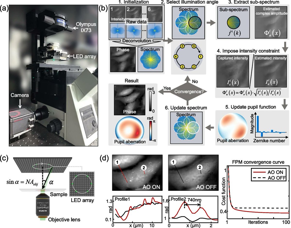 PhotoniX0320's tweet image. Read #PhotoniX #CoverPaper 
📋 Adaptive optical #QuantitativePhaseImaging based on annular illumination #FourierPtychographicMicroscopy
🧑‍💻 by Guoan Zheng, Qian Chen &amp;amp; Chao Zuo et al. @Surpass_Zuo
photonix.springeropen.com/articles/10.11…
🖍️#AdaptiveOptics