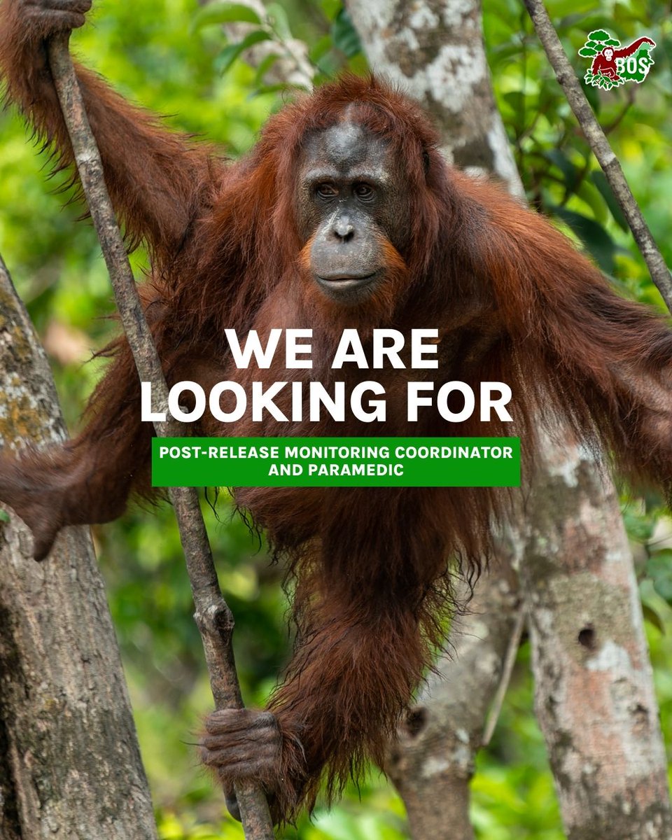 bornean_OU's tweet image. #OpenRecruitment Ready for a new challenge? We’re hiring for the position of Post Release Monitoring Coordinator and Paramedic. If you’re passionate about making a difference and have the skills we’re looking for, send us your resume and let’s create impact together!