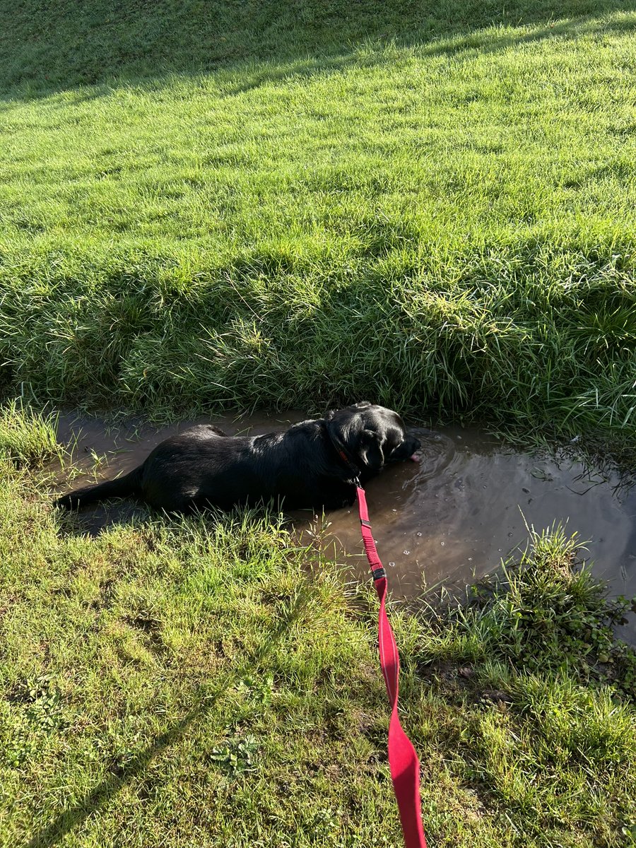 HenryandTed1's tweet image. Autumn muddy puddle dip this morning! 
#pawfect!🐕‍🦺❤️🍂🍁