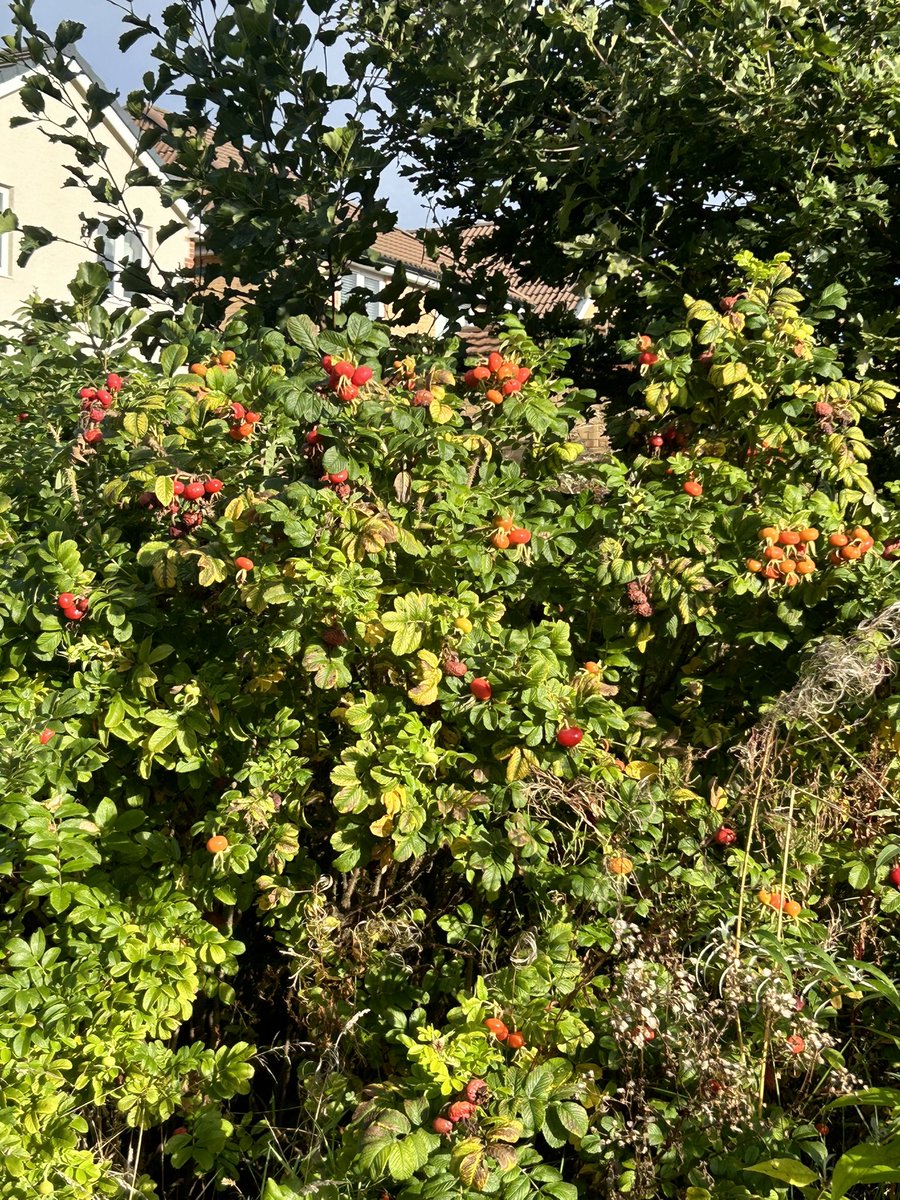 HenryandTed1's tweet image. Autumn muddy puddle dip this morning! 
#pawfect!🐕‍🦺❤️🍂🍁