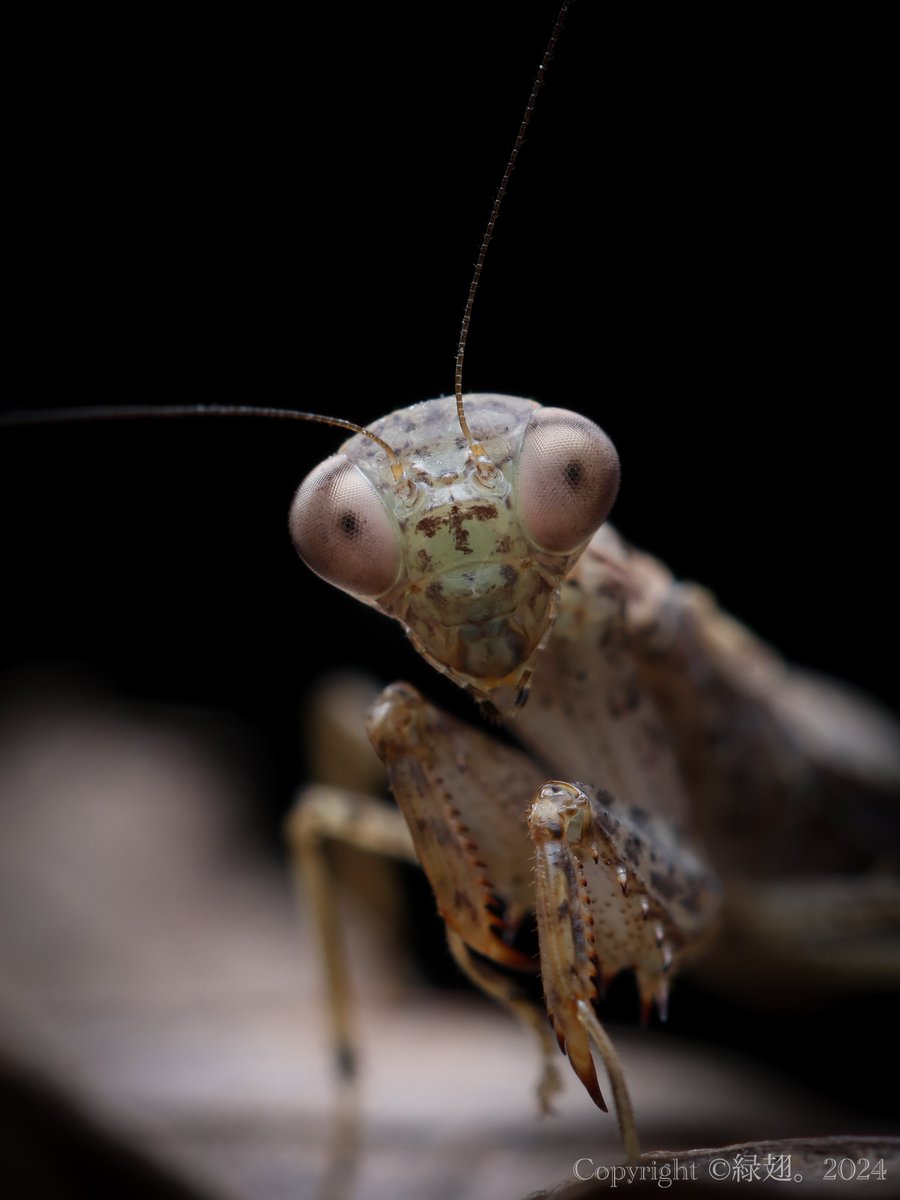 Leaf_Greenwings's tweet image. カマキリさいかわオリンピック
女子シングル 

日本代表 ヒナカマキリ