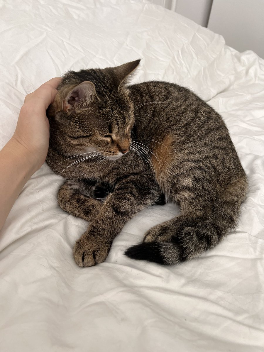 Citiem darbā ir pīppauzes. Man - kaķīšpauzes.