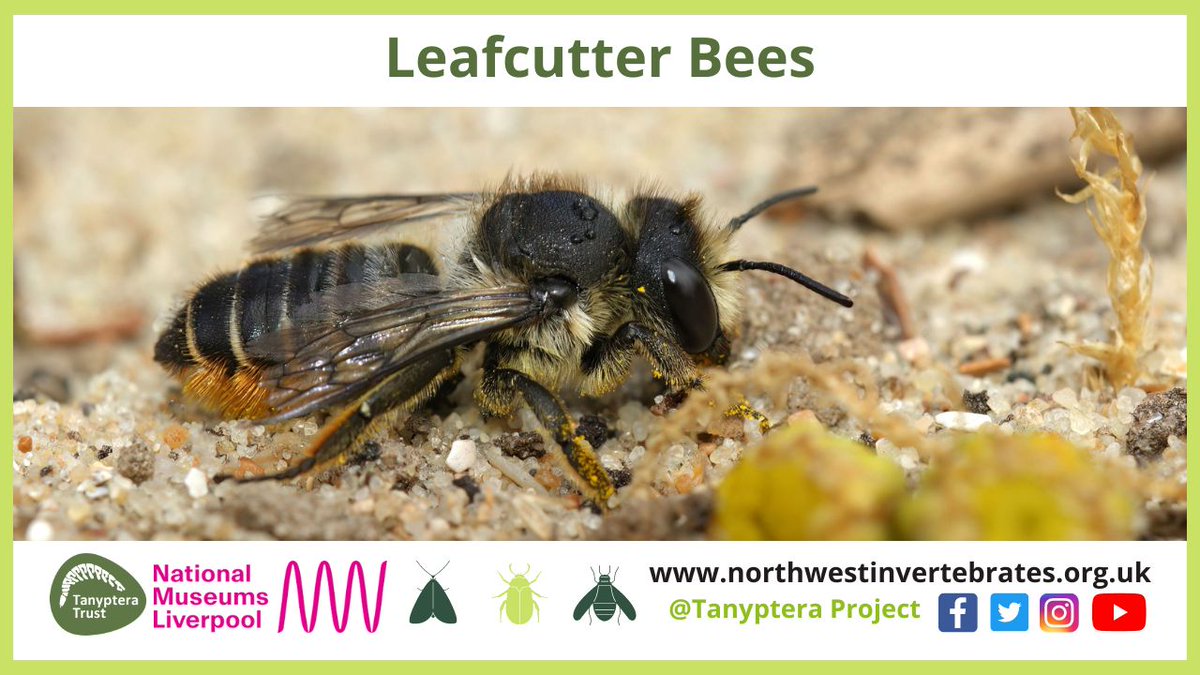 Tanyptera Project tweet media