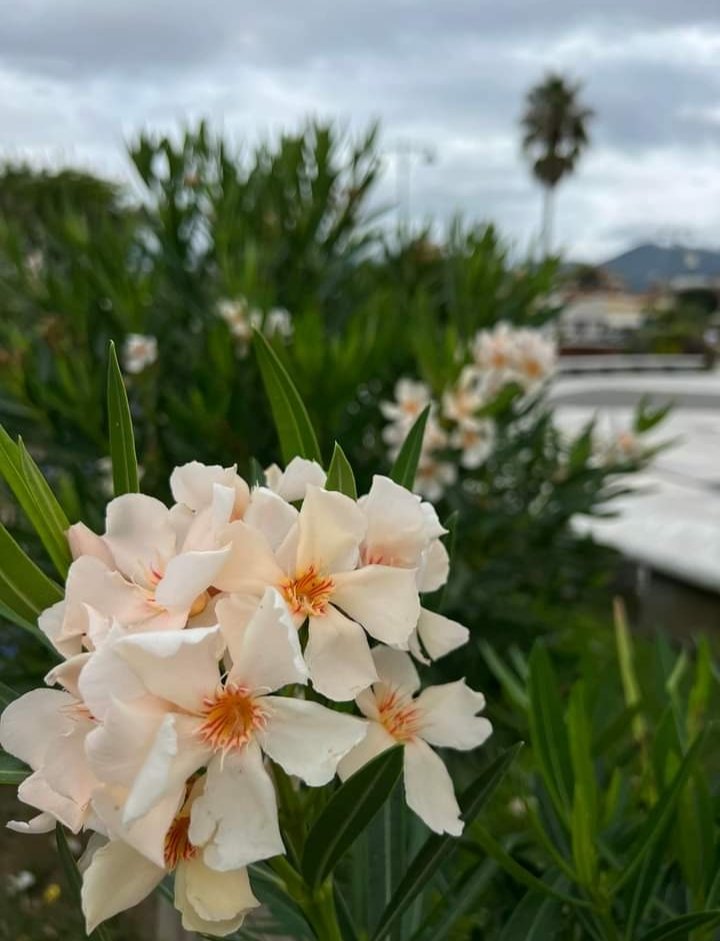 Delicatezza ( esterno giorno)