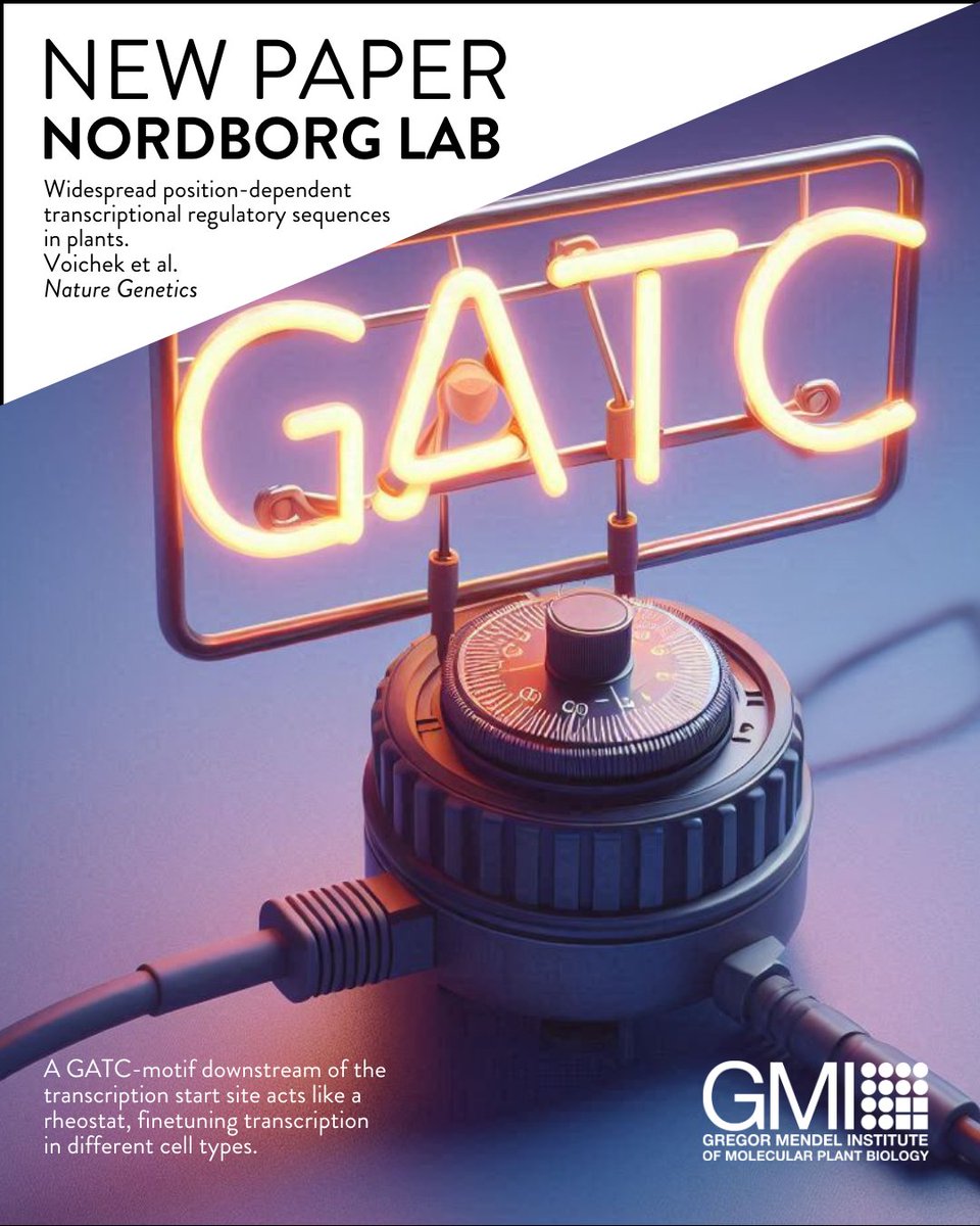 GMI Vienna gmivienna.bsky.social (@gmivienna) on Twitter photo New paper alert! Research by <a href="/voichek/">Yoav Voichek (plant-trx.bsky.social)</a> in the lab of @magnusnordborg at the GMI uncovers that, in plants, the position of regulatory sequences relative to a gene affects their function, a phenomenon not observed in animals. Full story: bit.ly/4ekqvKc New paper alert! Research by <a href="/voichek/">Yoav Voichek (plant-trx.bsky.social)</a> in the lab of @magnusnordborg at the GMI uncovers that, in plants, the position of regulatory sequences relative to a gene affects their function, a phenomenon not observed in animals. Full story: bit.ly/4ekqvKc