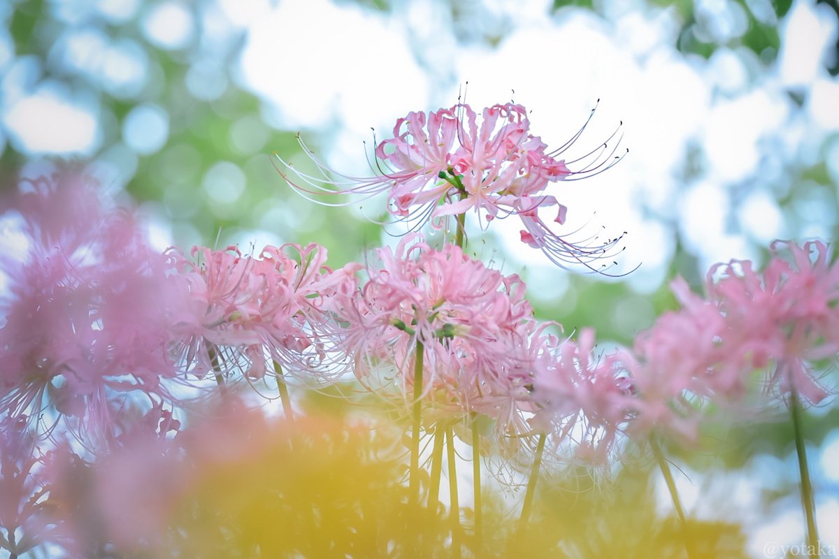 yotaka_photo's tweet photo. とても可愛いピンクと黄色の彼岸花 https://t.co/J6meNfeJ8A