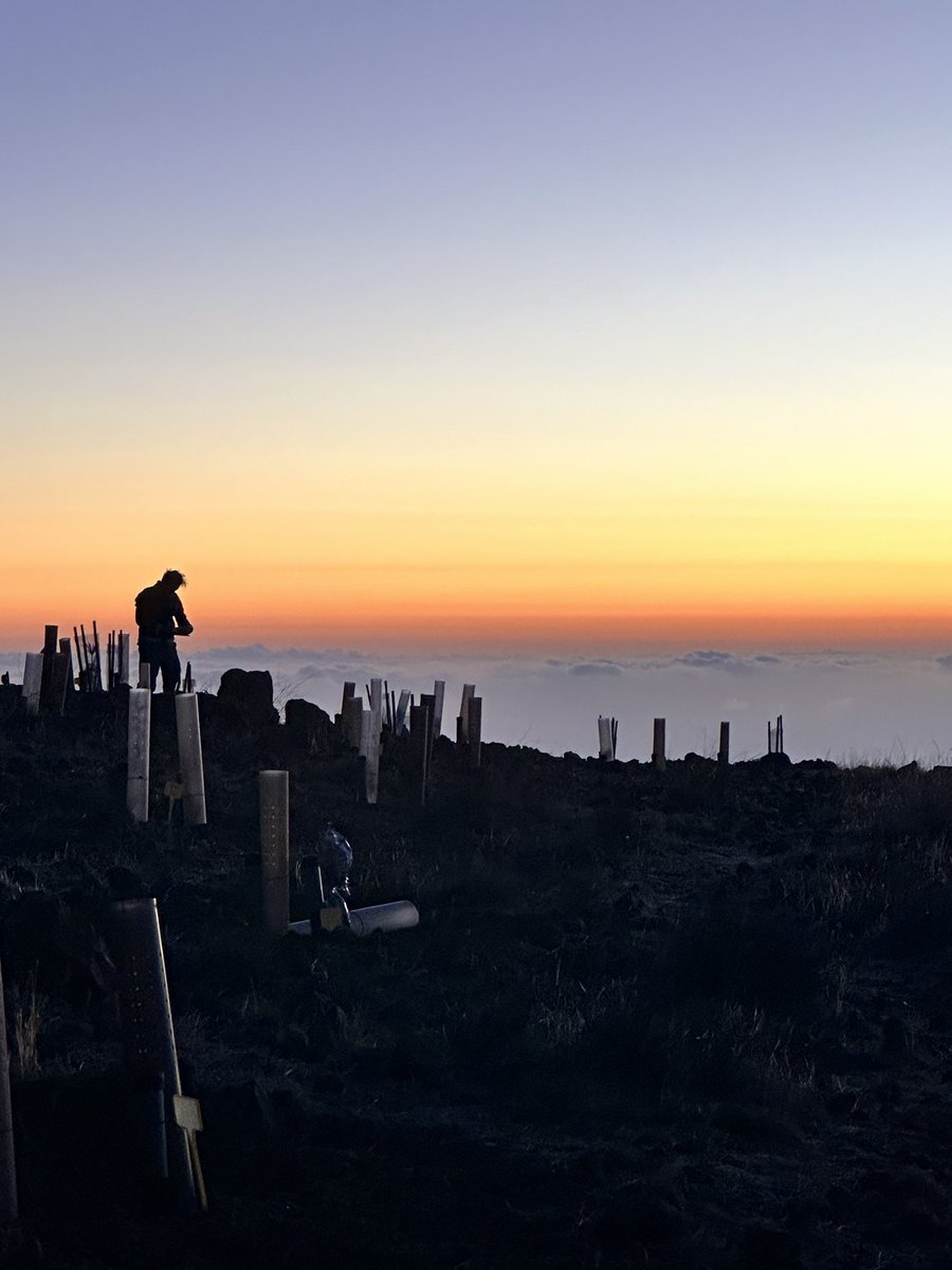 ecofisioveg_ULL's tweet image. La parte buena de medir predawn 🌅. Hoy toca medida post verano a ver cómo están nuestros pinos y cedros del proyecto @RecForestProj