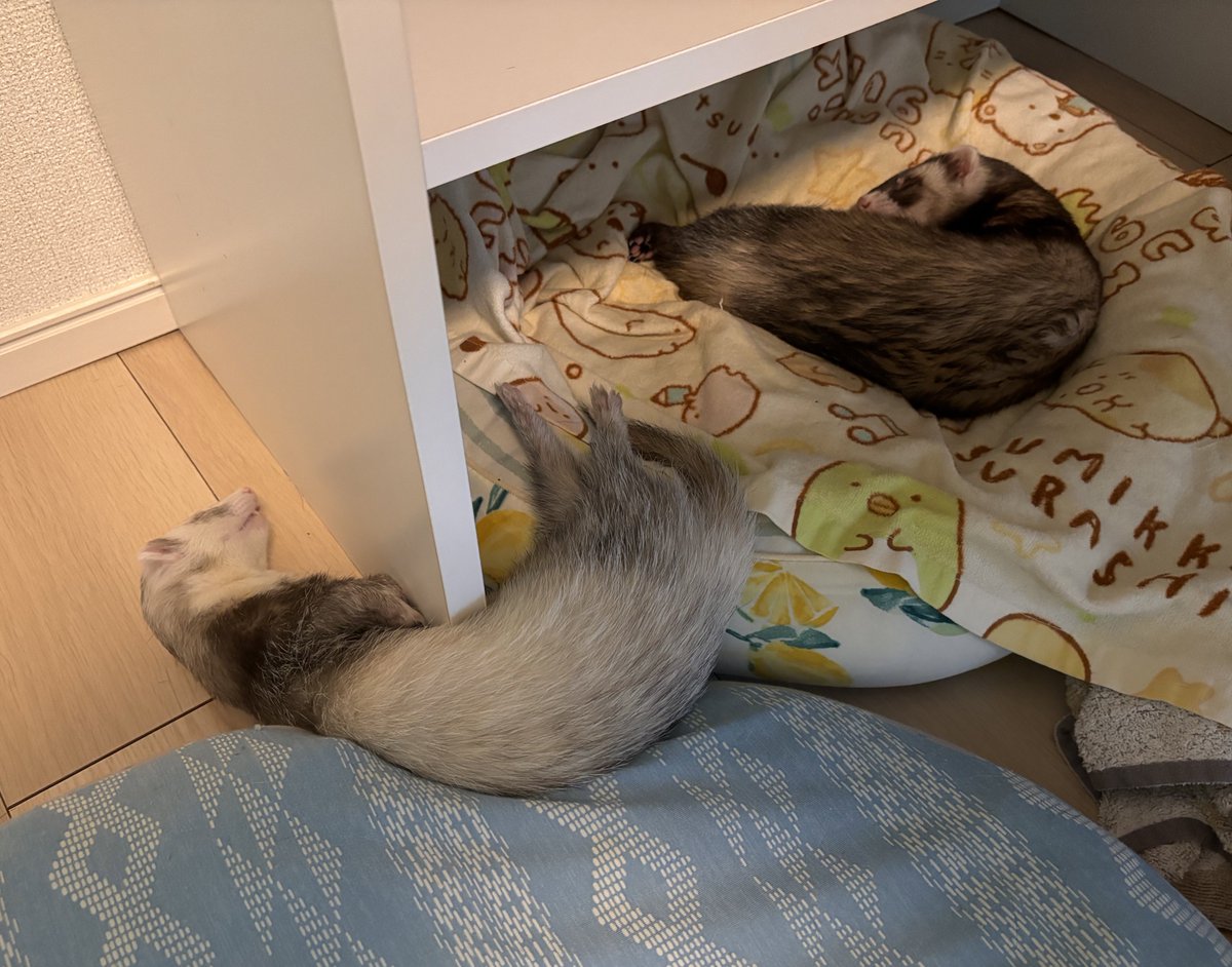 可愛くねんねしてるのに、、
換毛期きてるから、まるはまたお腹詰まらせたらどうしようと毎日ヒヤヒヤして過ごしてる…
もこもケフケフ言ってるし、またに吐いてるし…
あと5日間でお引越しなのに、まだ全然片付けが終わってない💦
頑張らなきゃだけど、頑張れない…
もっと強い人間になりたい…