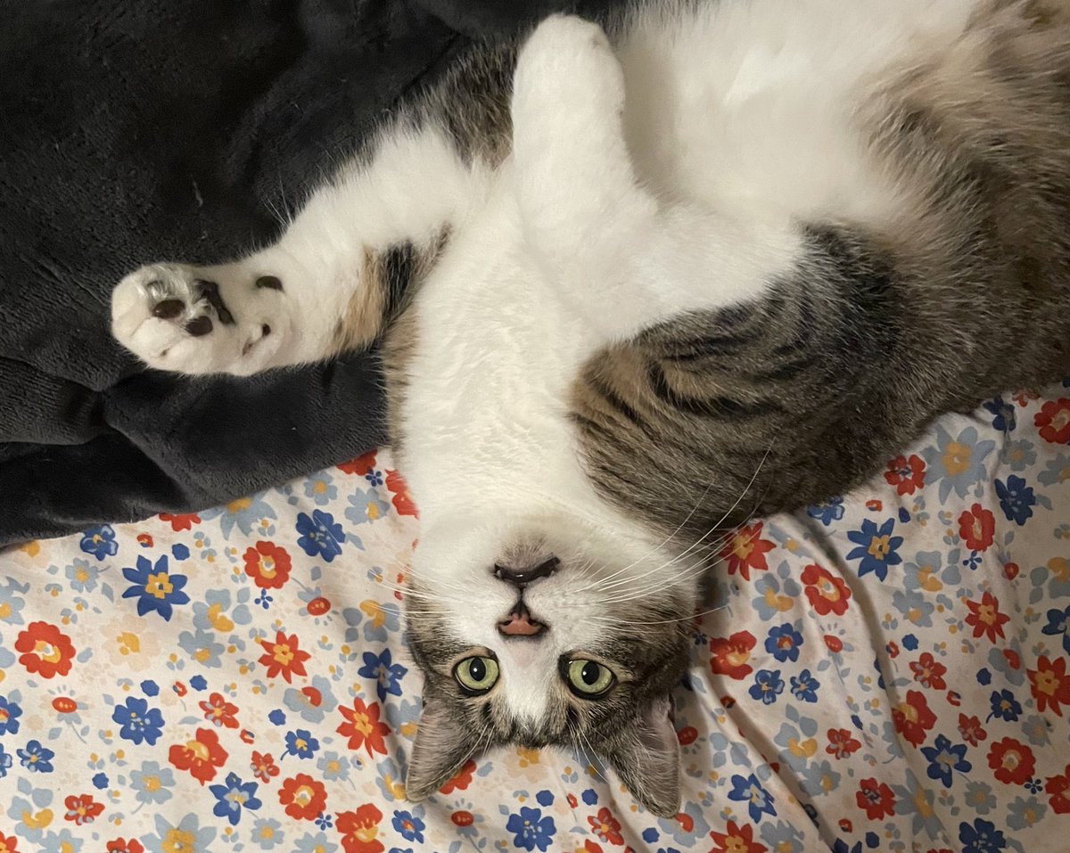 Bill Dorr tweet media