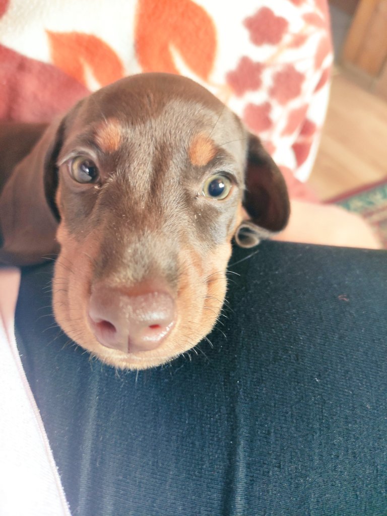 introvert_ish97's tweet image. Egyszerűen képtelenség nemet mondani neki, mikor így néz rám. #kiskutyaszemek