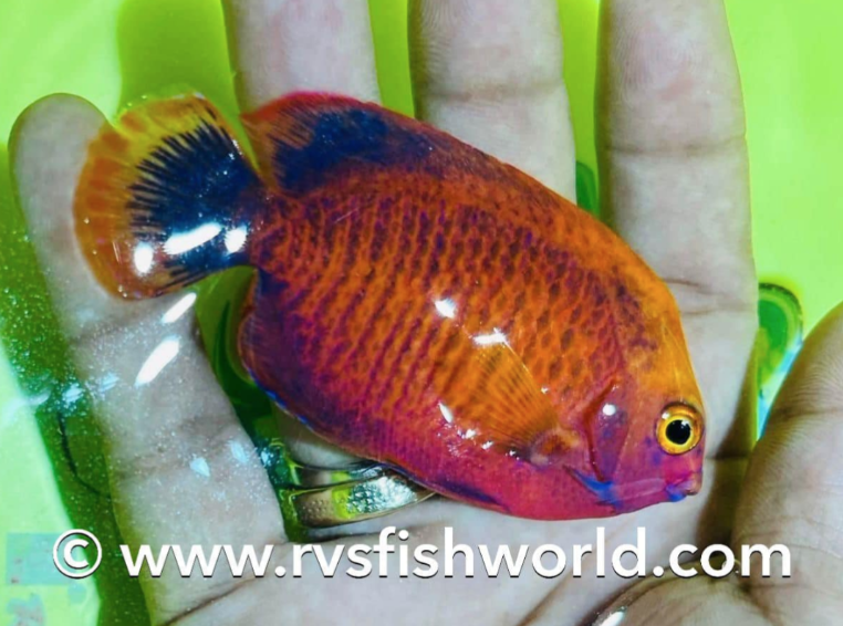 Reef Builders tweet media