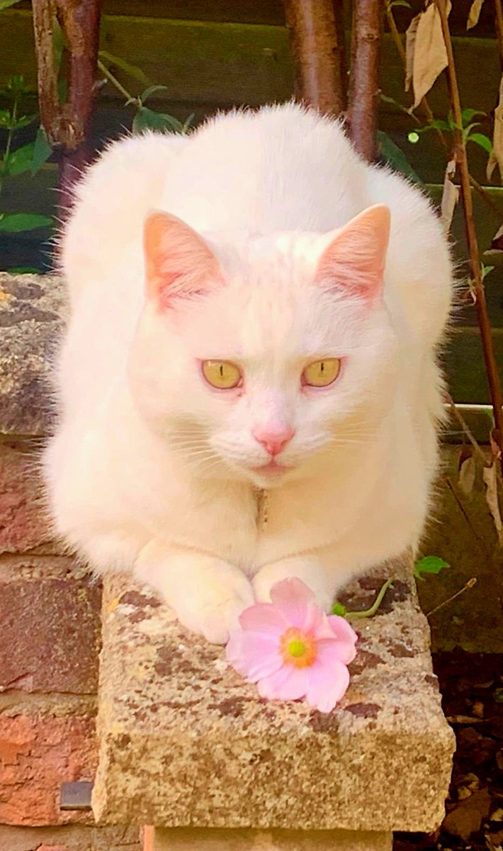 Good Morning from your favourite cat Daisy 🌸....