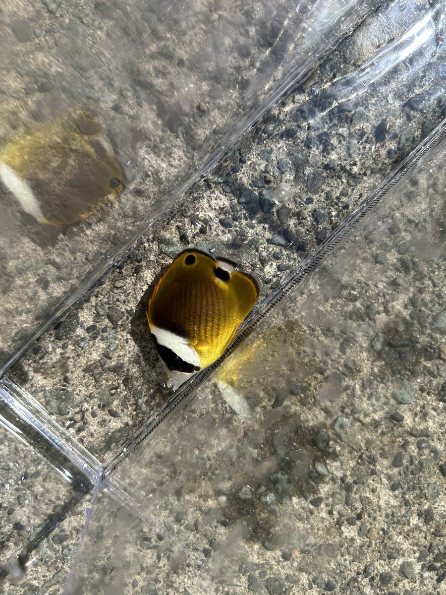 sumogurituri's tweet photo. …？？？

ツキ×チョウハン？それとも普通のチョウハン？わかんないっす… https://t.co/ZctpGWRjUC