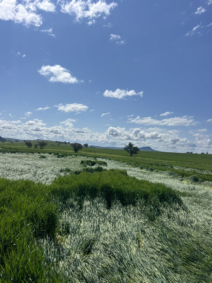 Andrew McClenaghan tweet media