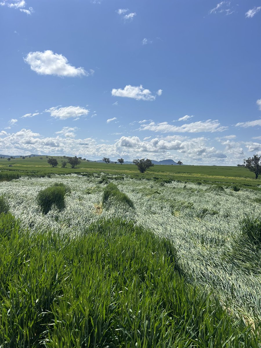 Andrew McClenaghan tweet media