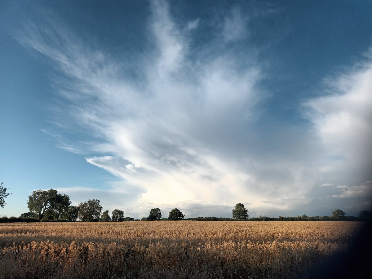 MelJD46's tweet photo. And along with my #rudbeckia, there were some cracking clouds yesterday #Leicestershire #Septembershowers https://t.co/xRIftiwBaC