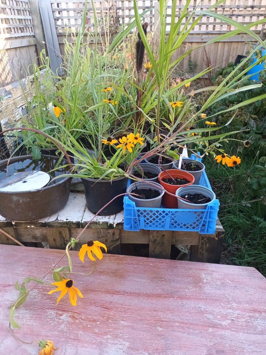 MelJD46's tweet photo. And along with my #rudbeckia, there were some cracking clouds yesterday #Leicestershire #Septembershowers https://t.co/xRIftiwBaC