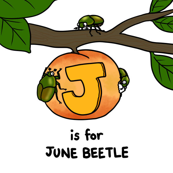 KetrinaYim's tweet photo. J is for June Beetle
June beetles are often garden pests because they eat leaves, flowers, and fruit. They are usually seen in summer.
#insectember #insect #bug #junebug #junebeetle #alphabet #art https://t.co/il5KkCeli1