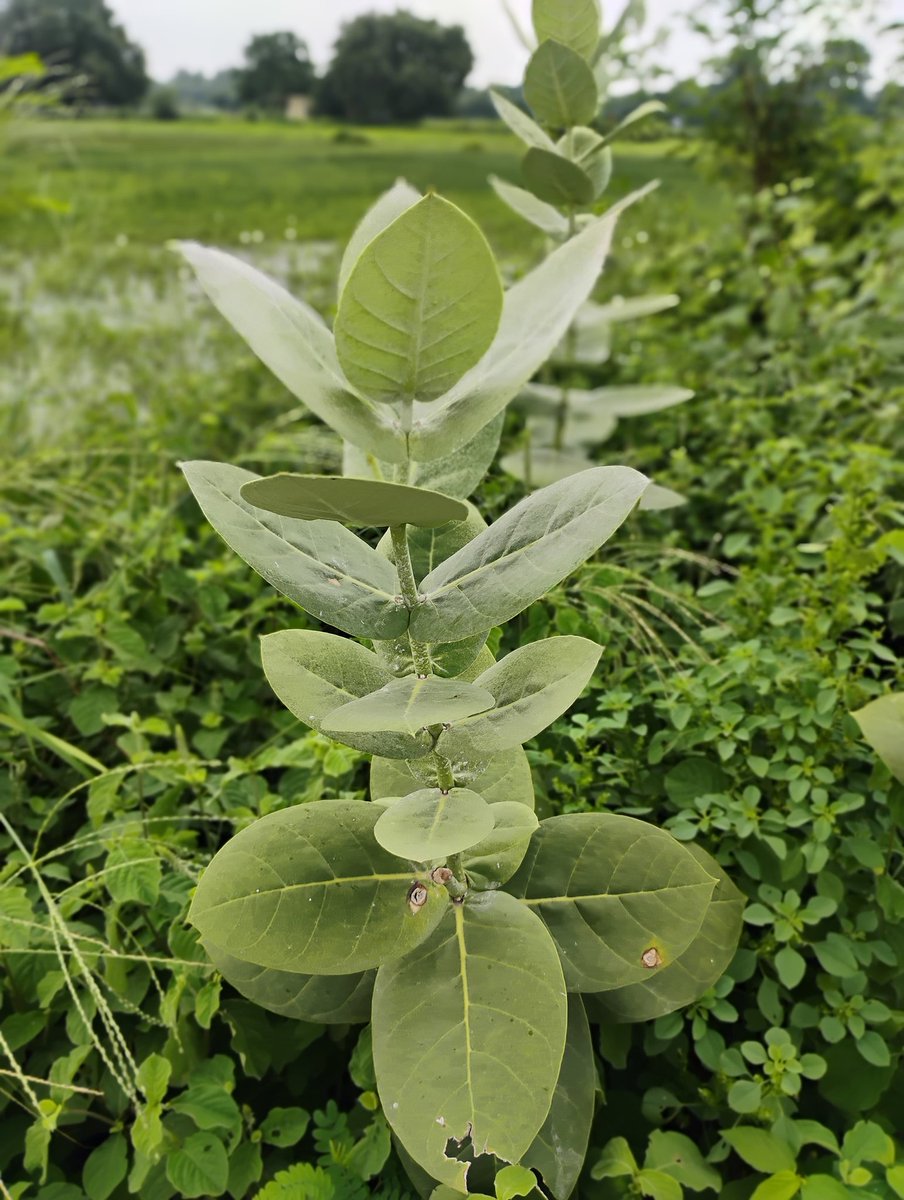 वक्त बीतेगा,सपने टूटेंगे और लोग छूटेंगे,
और तुम हर बार जिंदगी मे कुछ नया सीखोगे।
#photographychallenge 
#photography 
#photographylovers