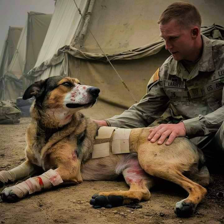 thehappydog_'s tweet image. 10 years of service Please don&apos;t move around without giving him some love! 🙏❤