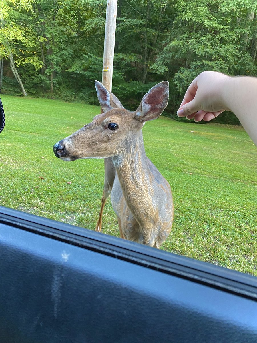 hellatrvsh's tweet image. had my disney princess moment today. a doe walked up to me and licked my hand. i love her. miss you beatrice. 

beatrice felt right.