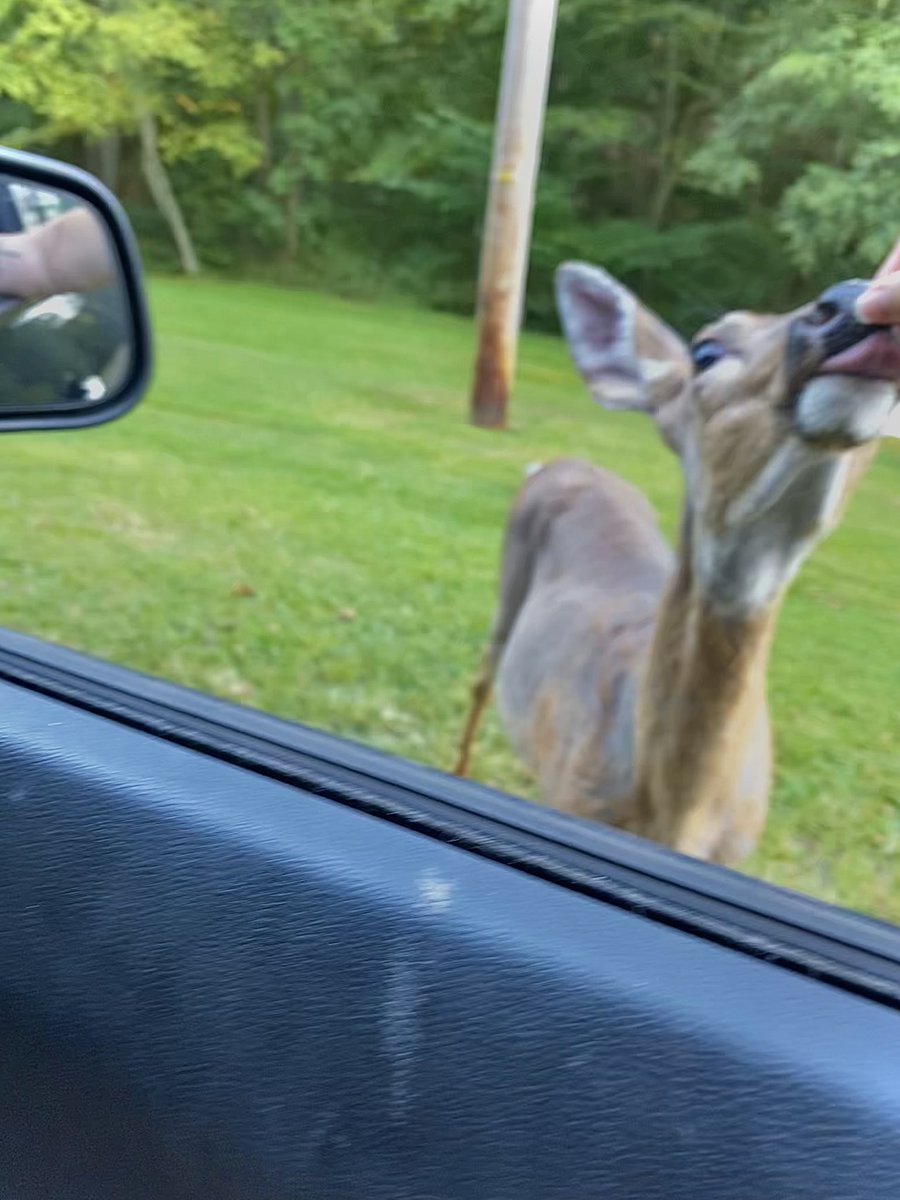 hellatrvsh's tweet image. had my disney princess moment today. a doe walked up to me and licked my hand. i love her. miss you beatrice. 

beatrice felt right.
