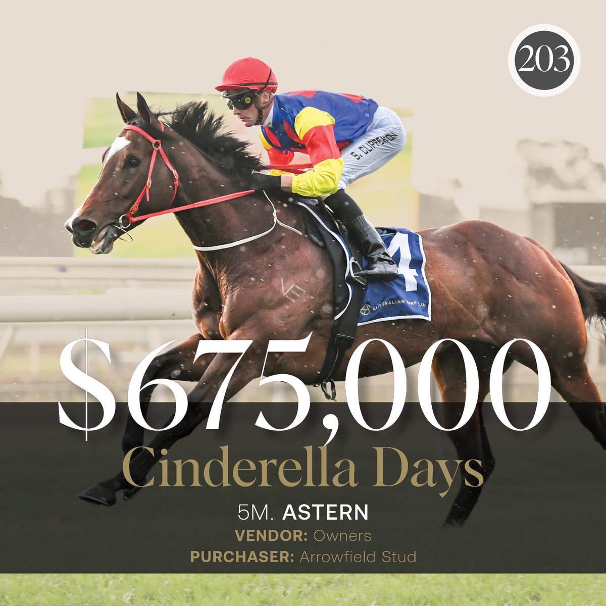 inglis_sales's tweet photo. NEWS: Brilliantly talented sprinting mare Cinderella Days has become the new sale-topper for the #InglisDigital September (Early) Online Sale, selling today for $675,000. READ MORE: https://t.co/dYTC6uqKwd https://t.co/eSP0KHEyTs