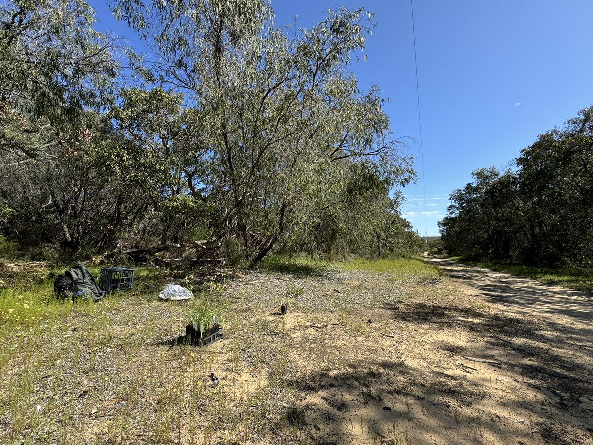 A beautiful day in the office looking for #pollinators the Hakea are abuzz 🤞 for #orchid love matches