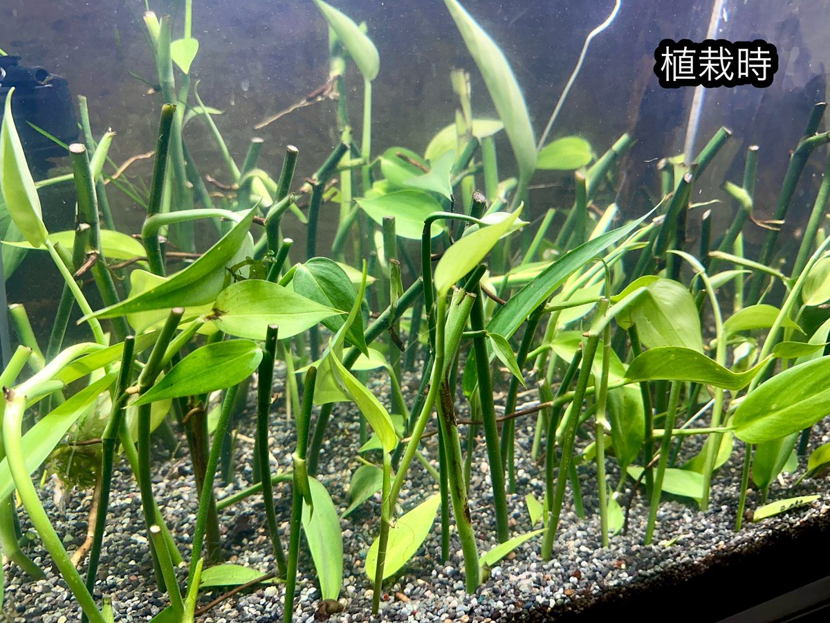 ヤマサキカズラの水中化』 あの頑固なツル性植物のヤマサキカズラさん