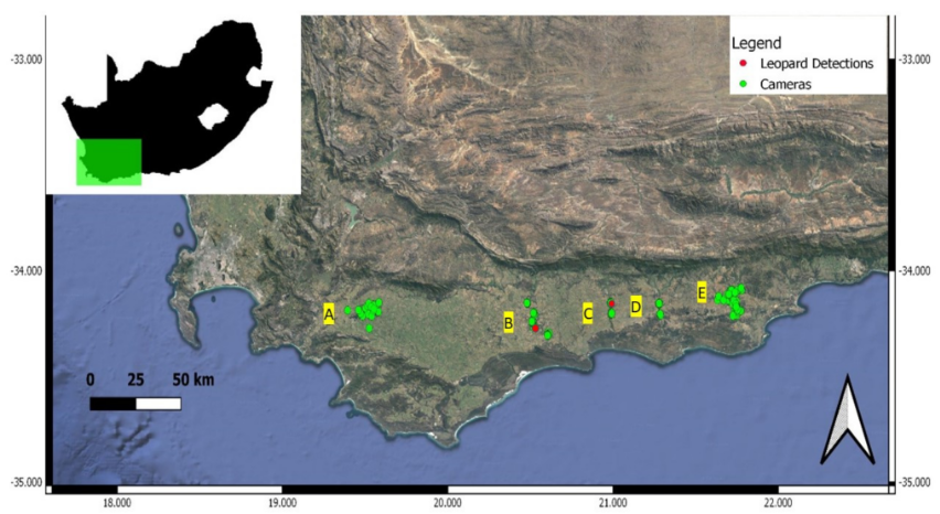 Conservation_OA's tweet photo. #Highly Cited Paper

👀Delineating Functional #Corridors Linking Leopard Habitat in the Eastern and Western Cape, South Africa

👉https://t.co/ZEB7Ak3HeH👈

#carnivore #conservation; 
#connectivity; 
#habitat selection; 
#Panthera pardus https://t.co/P41icSYCn3