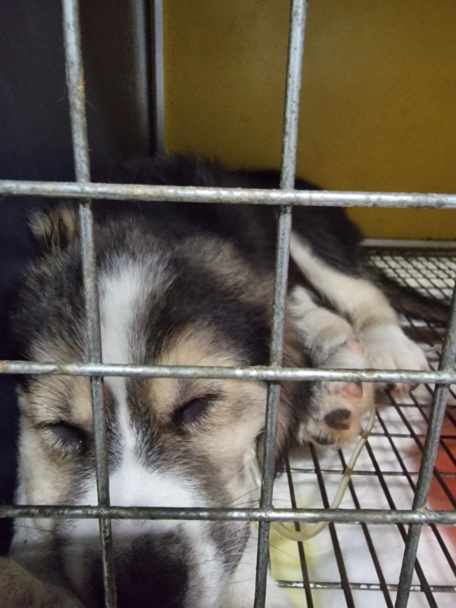 Dog Desk Animal Action tweet media