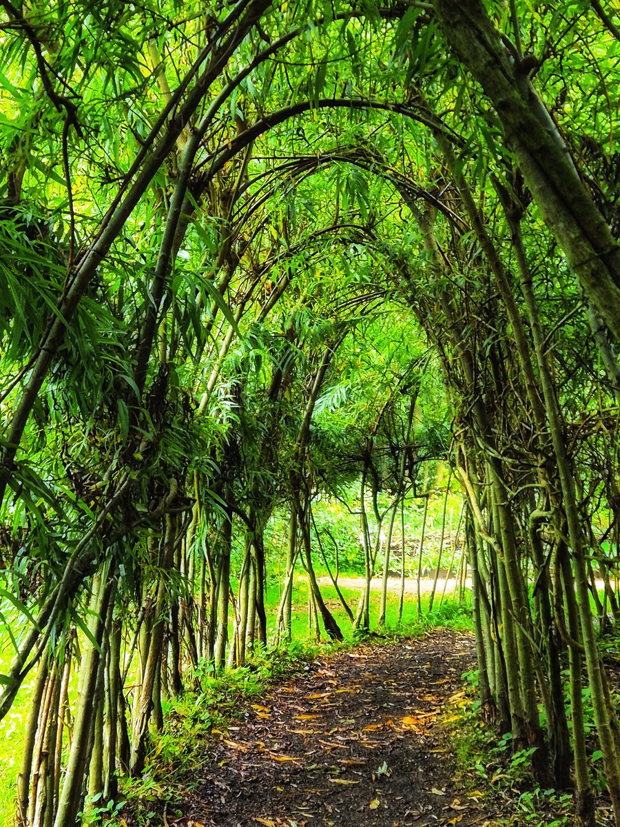 LucyTho55134197's tweet image. #WeekKForKnowledge
#AlphabetChallenge 
A lovely tunnel to a bird hide with bird info #HardwickPark #Durham 🇬🇧