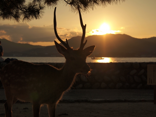 田畑が多く点在する山間部の村での調査
日は沈み車や人は全く見当たらない
山を登る舗装された道路をUターンし村に戻ろうとした時、森の中から大きな角を生やした鹿が出てきてこちらを見ている
ヘッドライトで照らされた雄鹿の幻想的な姿は、今でも忘れられない
写真を撮れなかったことが悔やまれる