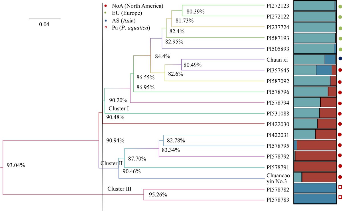 MaximumAcademic's tweet image. #GrassResearch 

🔬🌱Transcriptomic insights unlock EST-SSR markers for reed canary grass. 

Development &amp;amp; validation complete! 

@GrassResearch #Genomics #Transcriptomesequencing 

Details: maxapress.com/article/doi/10…