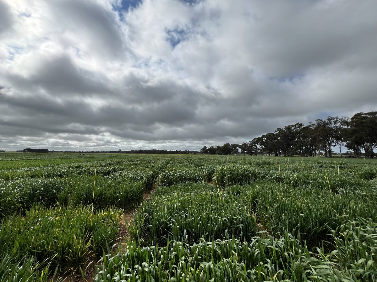 Fernanda Dreccer (@ferdreccer) on Twitter photo Thanks Felicity Harris <a href="/PhenologyisFun/">Felicity Harris</a> and team for hosting our #FRIO meeting together with breeders, @GRDC and colleagues. We are looking into wheat metabolic diversity to reduce sensitivity to frost.
<a href="/agtbreeding/">AGT</a> <a href="/CSIRO/">CSIRO</a> <a href="/rebetzke_0/">Greg Rebetzke</a> #frost <a href="/BreedersPlant/">LongReach Plant Breeders</a> <a href="/BrentonLeske/">Brenton Leske</a> Thanks Felicity Harris <a href="/PhenologyisFun/">Felicity Harris</a> and team for hosting our #FRIO meeting together with breeders, @GRDC and colleagues. We are looking into wheat metabolic diversity to reduce sensitivity to frost.
<a href="/agtbreeding/">AGT</a> <a href="/CSIRO/">CSIRO</a> <a href="/rebetzke_0/">Greg Rebetzke</a> #frost <a href="/BreedersPlant/">LongReach Plant Breeders</a> <a href="/BrentonLeske/">Brenton Leske</a>