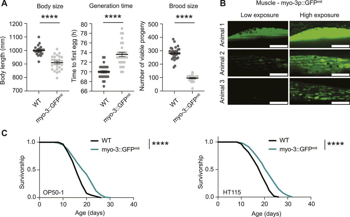 LifeScienceAlliance (@lsajournal) on Twitter photo This study presents novel genetic tools for live imaging of mitochondrial morphology in the nematode Caenorhabditis elegans, offering insights into mitochondrial dynamics and providing a thorough comparison with existing methods. <a href="/mitomiriam/">Miriam Valera-Alberni</a> <a href="/William_Mair/">William Mair</a> <a href="/MET_HSPH/">Harvard Molecular Metabolism</a> This study presents novel genetic tools for live imaging of mitochondrial morphology in the nematode Caenorhabditis elegans, offering insights into mitochondrial dynamics and providing a thorough comparison with existing methods. <a href="/mitomiriam/">Miriam Valera-Alberni</a> <a href="/William_Mair/">William Mair</a> <a href="/MET_HSPH/">Harvard Molecular Metabolism</a>