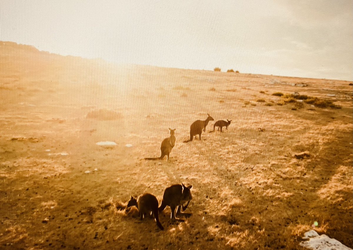 Elga Marzou (@elgamarzou) on Twitter photo On l’appelle l’île Kangourou 🦘
Ravagée par les incendies en 2020, cette île australienne s’est régénérée de manière spectaculaire: forêts d’eucalyptus, koalas…
🟢 La renaissance de l’Australie, c’est à voir ce soir dans <a href="/EnvoyeSpecial/">Envoyé spécial</a> <a href="/EliseLucet/">Elise Lucet</a> <a href="/angeliqueforget/">Angélique Forget</a> On l’appelle l’île Kangourou 🦘
Ravagée par les incendies en 2020, cette île australienne s’est régénérée de manière spectaculaire: forêts d’eucalyptus, koalas…
🟢 La renaissance de l’Australie, c’est à voir ce soir dans <a href="/EnvoyeSpecial/">Envoyé spécial</a> <a href="/EliseLucet/">Elise Lucet</a> <a href="/angeliqueforget/">Angélique Forget</a>