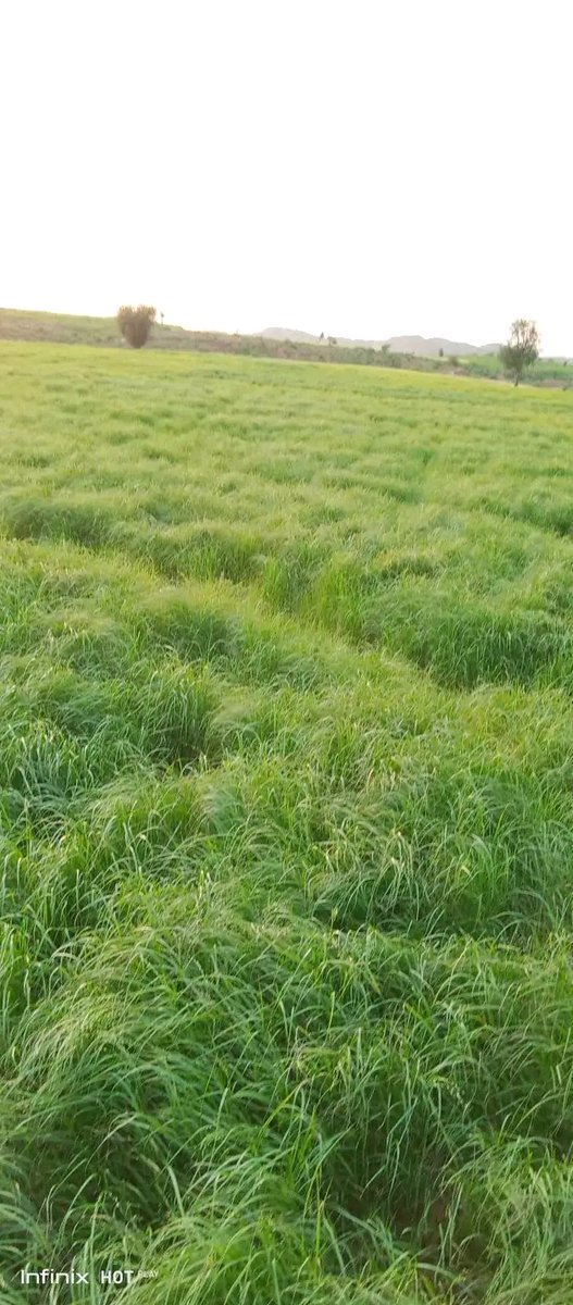 እዚ ፎቶ ኩነታት ክራማትን ዝራእቲን ከባቢ እምባሩፋኤል ወረዳ ኣበርገለ የጭላ እዩ። ዓሚ ካብተን ብድርቂ ተጠቒዐን ዝነበራ ጣብያታት ሓንቲ እያ። ሎሚ ግን ፅቡቕ ኣዝመራ ኣሎ። ንፍረ የብሎ🙏

(ስእሊ ኣብርሃ  ብርሃኑ)