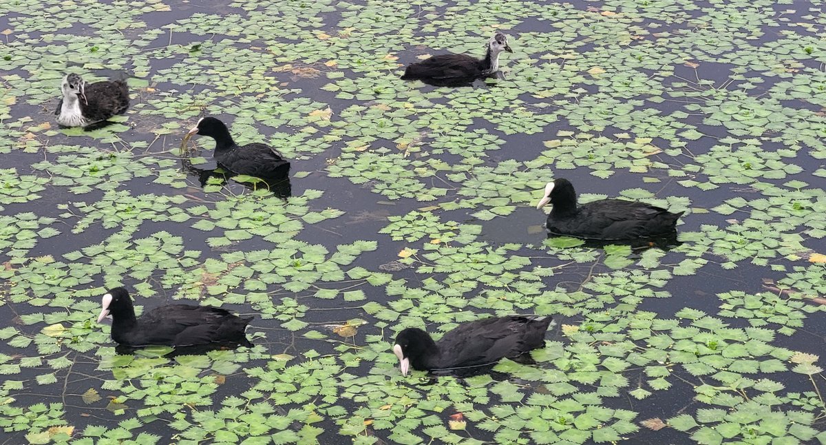 Good morning, my friends in Twitter Land 🌿
I wish you all a happy Thursday wherever you are🌞

Beautiful black hens🐦‍⬛🐦‍⬛ dine on the lovely lake of Kastoria #Greece 🇬🇷
Eurasian coot (Fulica atra)
#birdwatching #birdphotography #NaturePhotography
#Landscapes #best_birds_of_world
