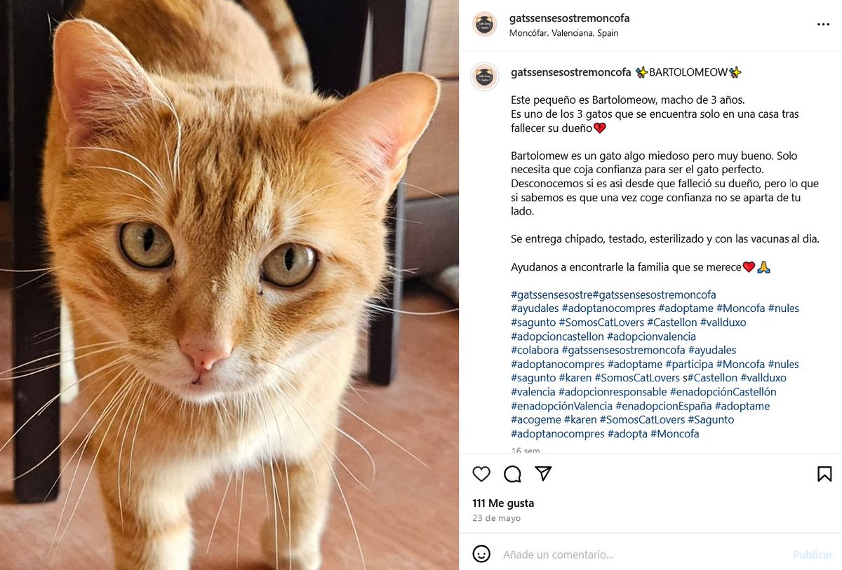 SaraBarbeGaray's tweet photo. Félix (rayado), Bartolomew (rubio), Sangonereta (B/N), llevan UN AÑO solos en un piso. Su compañero de vida humano falleció.

NADIE HA PREGUNTADO POR ELLOS 🥹
LLEVAN MUCHO ESPERANDO
MUY BUENOS Y SOCIABLES

+info en los posts.
MONCOFA, CASTELLÓN.
Asociación: Gats sense sostre https://t.co/bs3RedmiXl