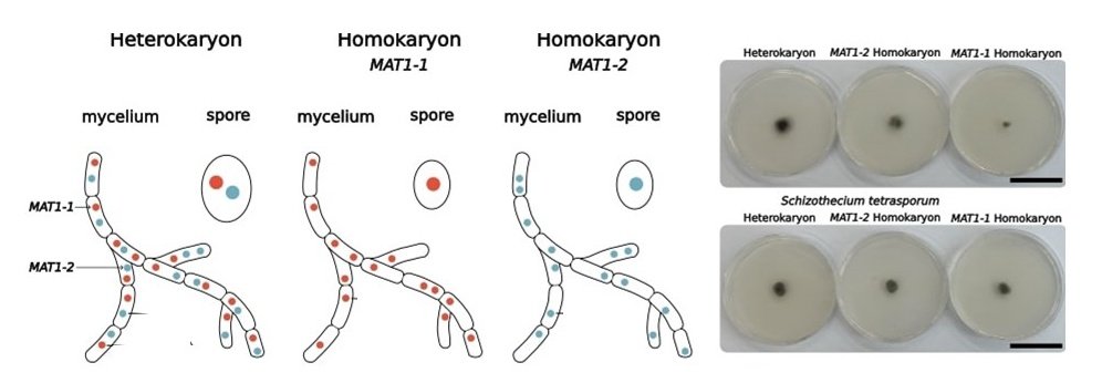 Sheltered load in fungal mating-type chromosomes revealed by fitness experiments in fungi!
Thanks Lou, Elizabeth, Christophe and Fanny! doi.org/10.1101/2024.0…