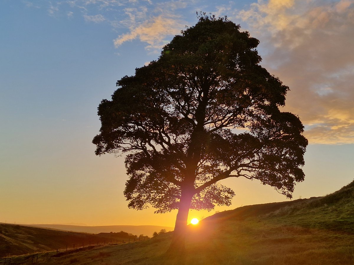 GlennHutton6's tweet image. Thursday sunrise #treesforlife