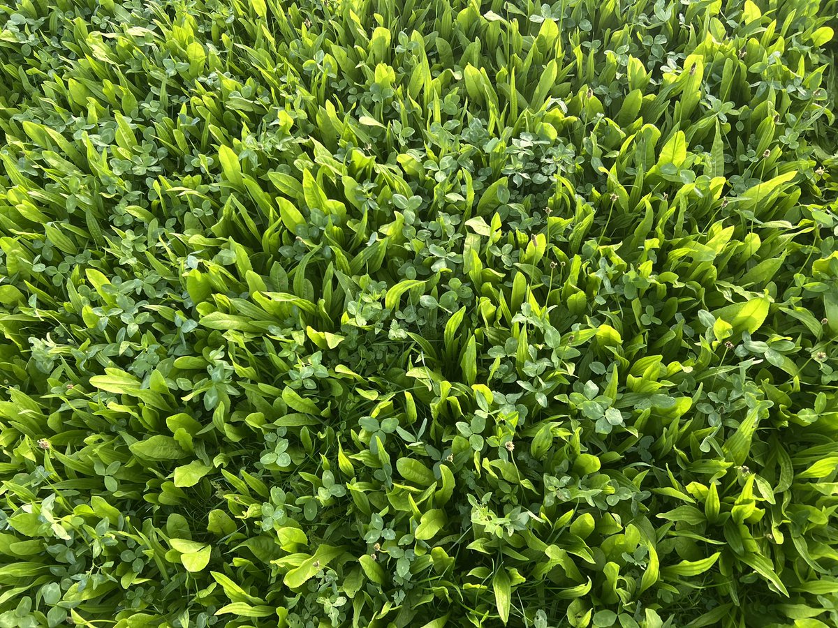 Red clover by day.
Multi species by night.
Both reseeded this year these are  grazed every two weeks to thicken up sward and get grasses to tiller.
<a href="/DLF_IRL/">DLF Seeds IRL</a> 
<a href="/tom_moloney58/">Thomas Moloney</a> 
<a href="/EdwardKehoe7/">Ned Kehoe</a> 
<a href="/TeagascGrass10/">TeagascGrass10</a>