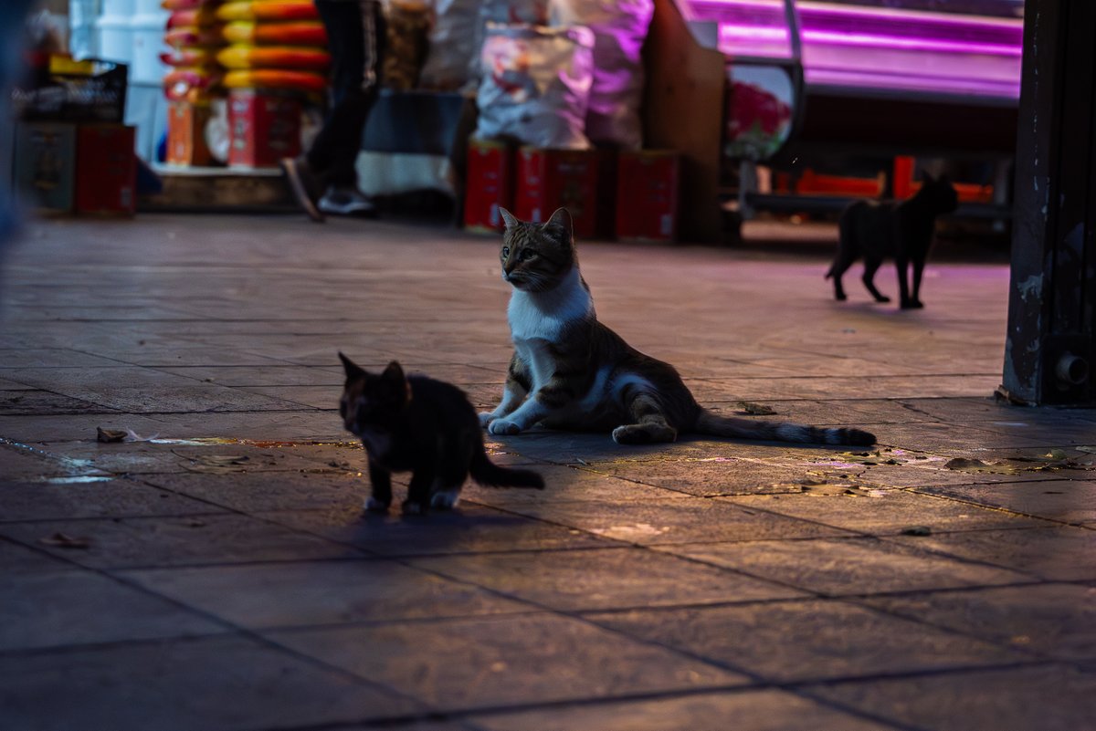 Barry Bogs tweet media