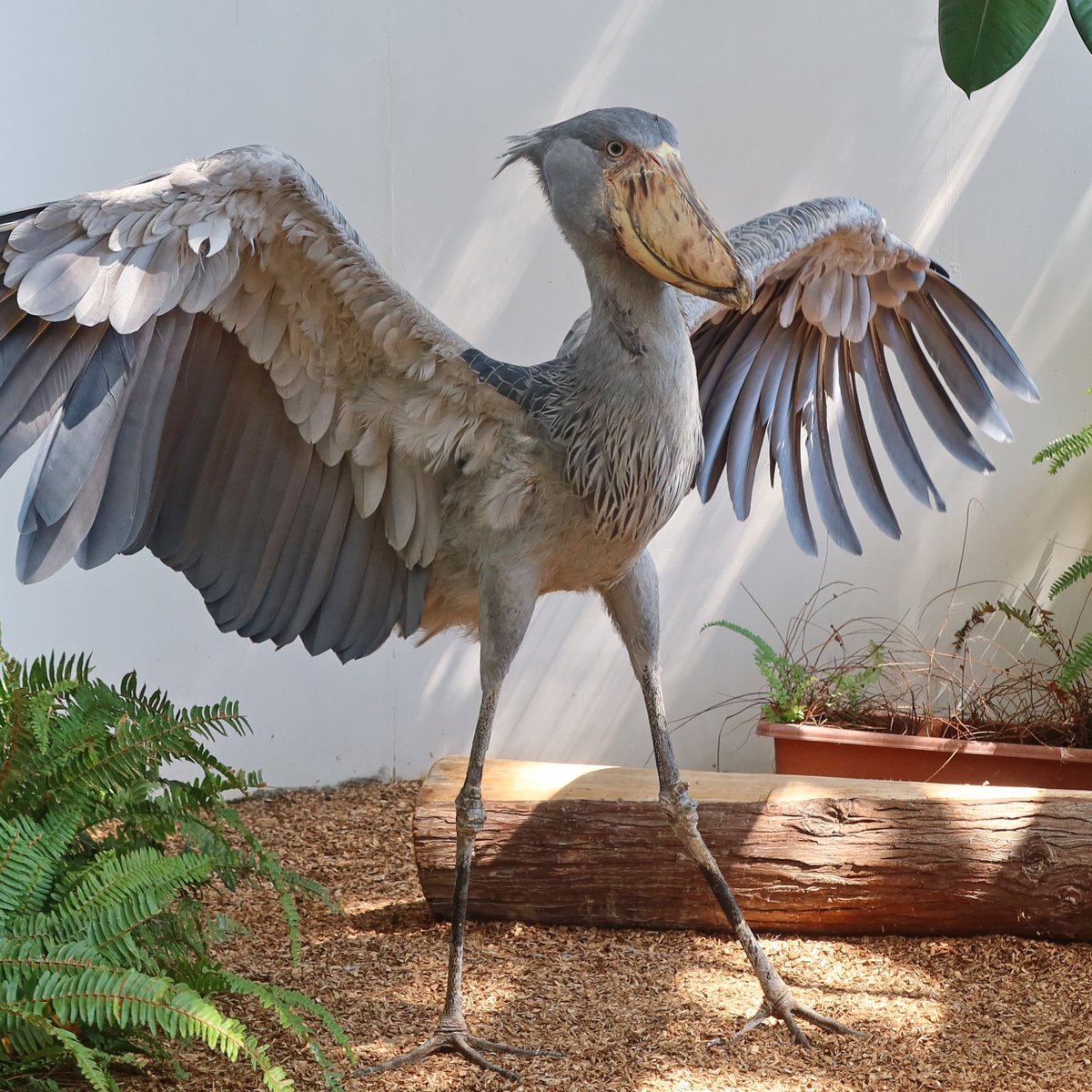 ハシビロコウ (@bIiWyicnGjuzhmc) / Posts / X