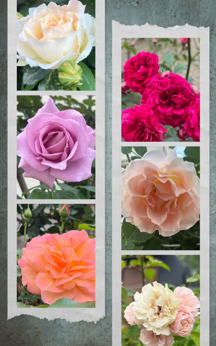 15wave100sea's tweet photo. Thank you so much💖.
#キリトリセカイ
#TLを花でいっぱいしよう
#花のある暮らし
#写真撮ってる人と繋がりたい
#散歩道にて https://t.co/sYkzgPDDv6