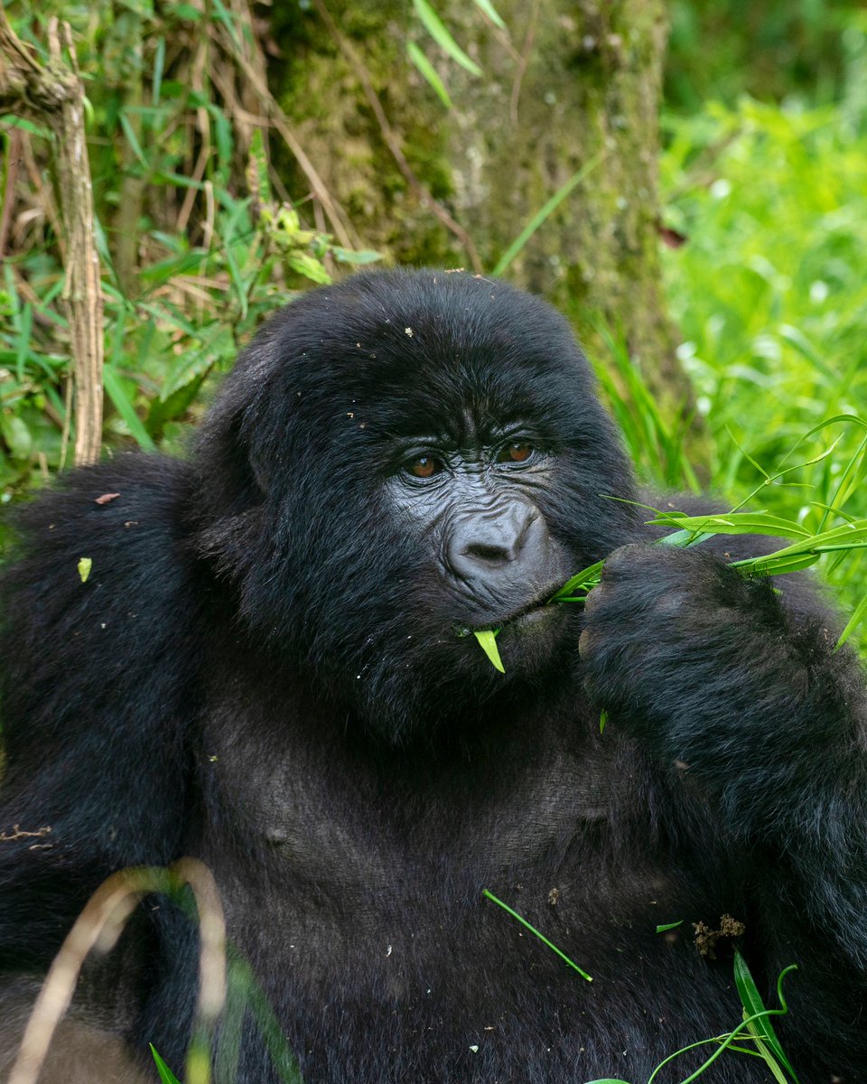 Uganda Tourism Board tweet media
