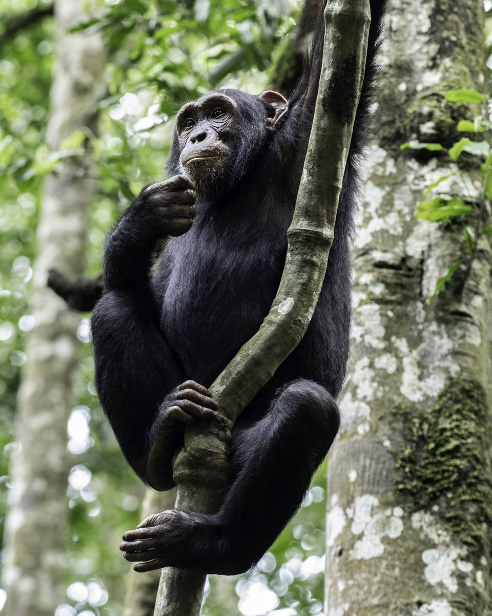Uganda Tourism Board tweet media